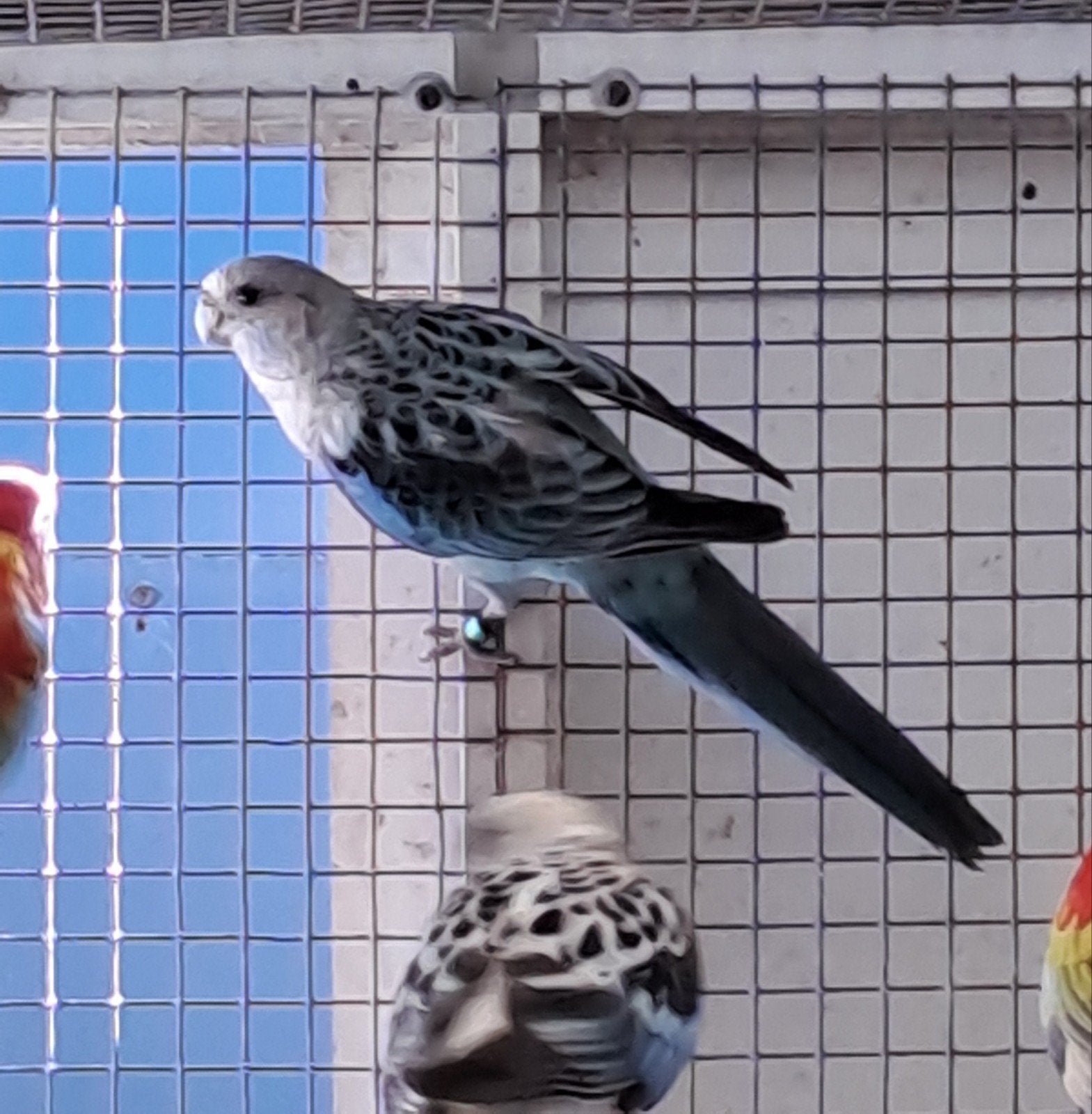 Rosella, Vrouwelijk, Parkiet, Geringd