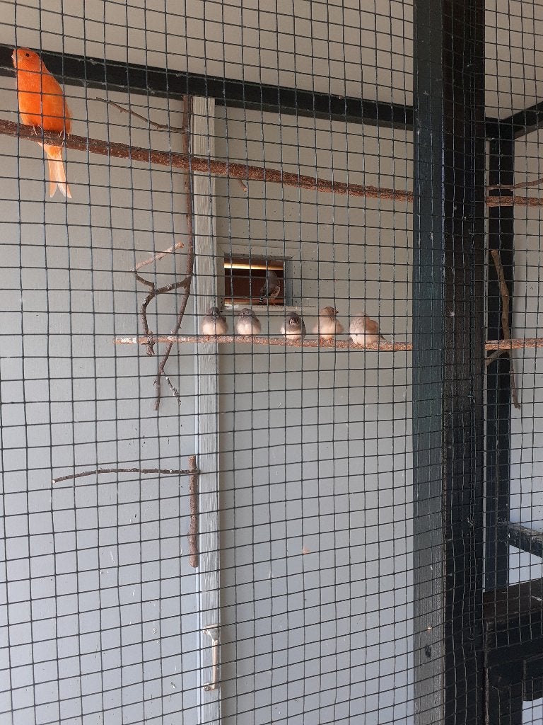 Zebravinkje, Dieren en Toebehoren, Geslacht onbekend, Tropenvogel