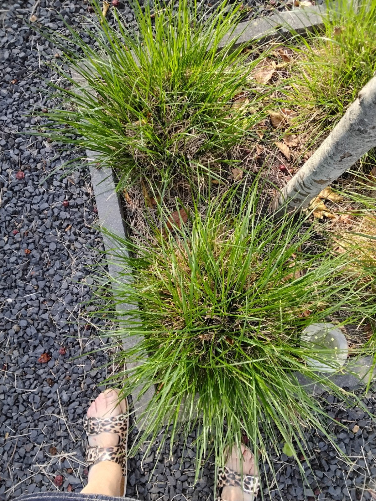 Tuin, Tuin en Terras, Ophalen of Verzenden, Overige soorten, Volle zon