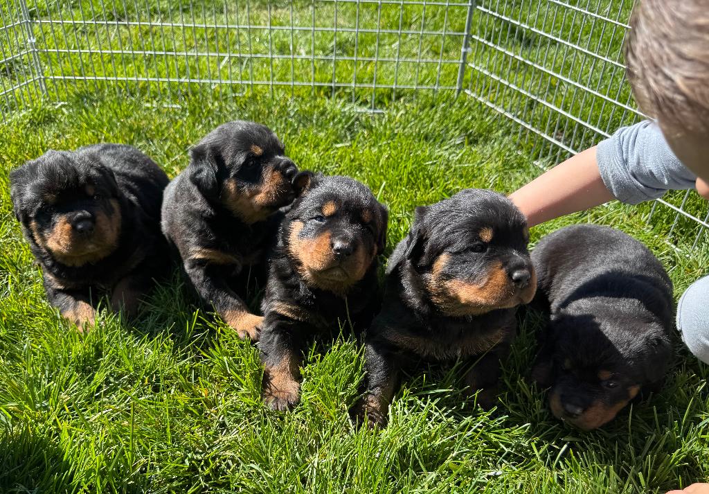 Raszuivere rottweiler pups, 8 tot 15 weken, Meerdere, Meerdere dieren, Rottweiler