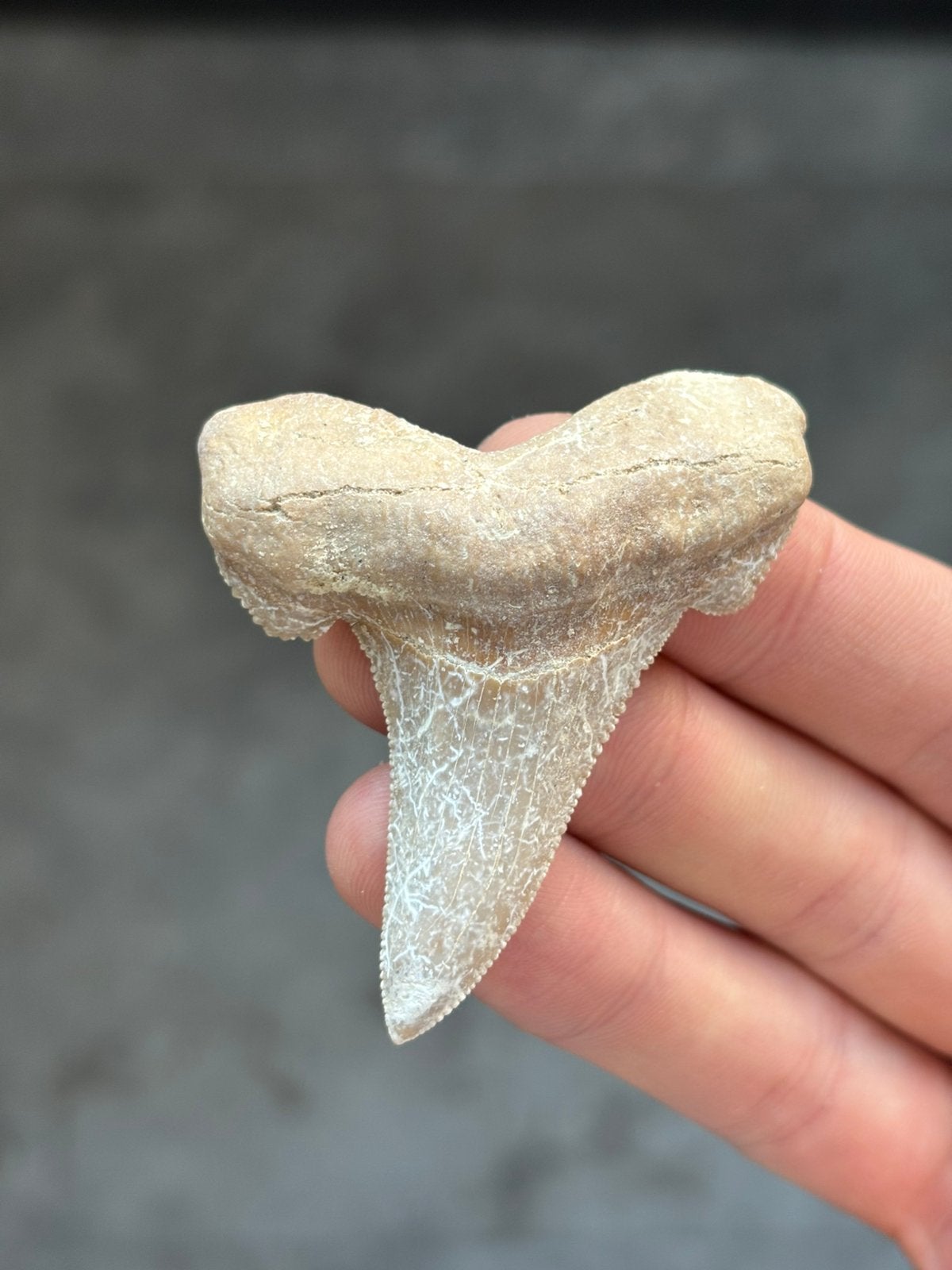 Otodus Sokolovi haaientand Boujdour 6.42 centimeter, Ophalen of Verzenden, Fossiel