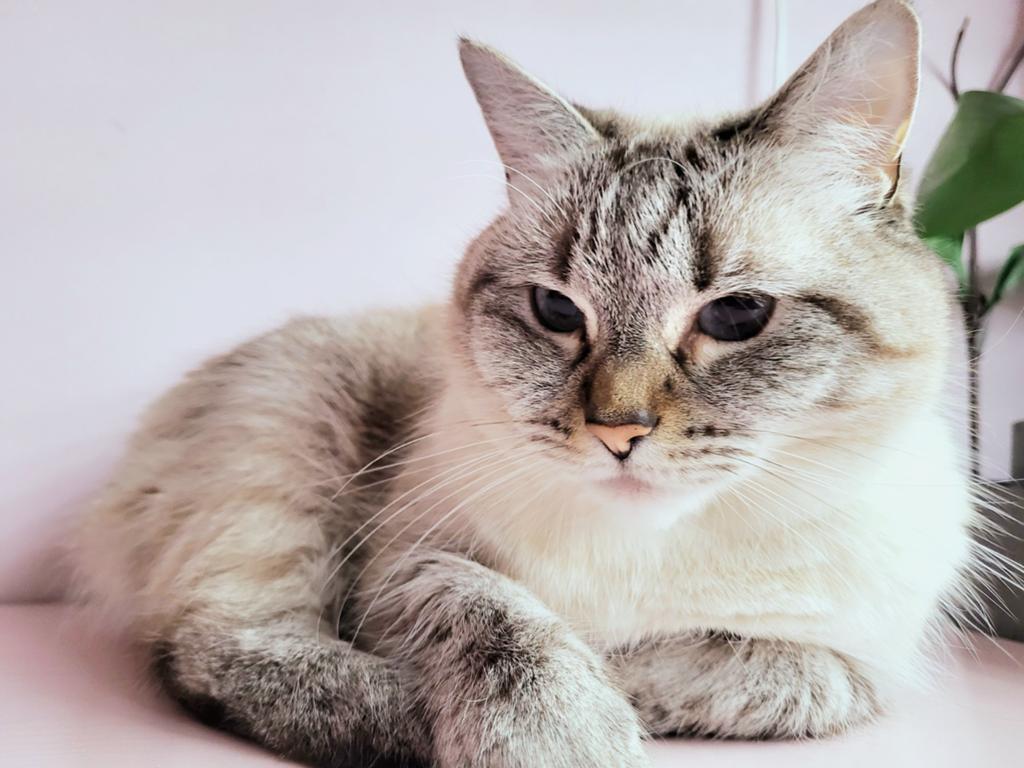 Goed huisje gezocht, Poes