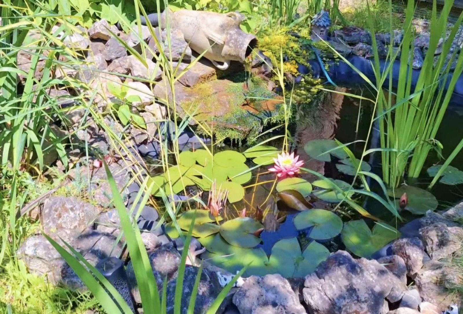 Complete vijver – incl pomp, filter, vaas, vissen, planten, Tuin en Terras, Ophalen