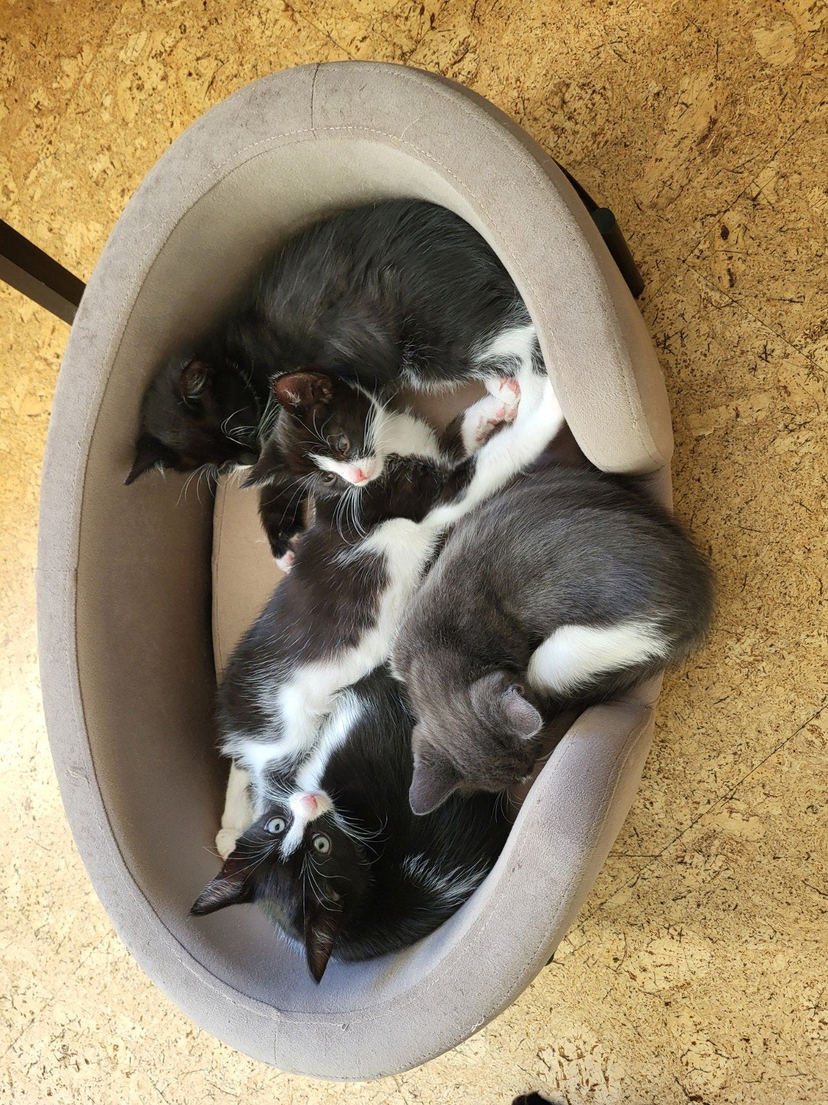 Ondernemende & mensgerichte kittens, Meerdere dieren, Kortharig, 0 tot 2 jaar
