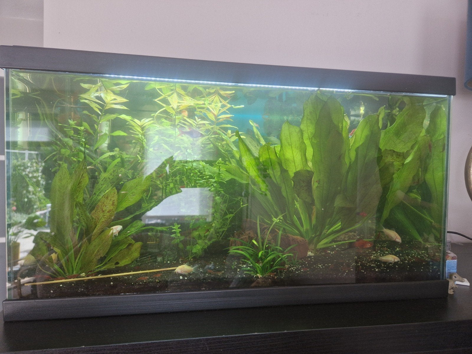 compleet aquarium 60 liter, Dieren en Toebehoren, Ophalen, Zo goed als nieuw