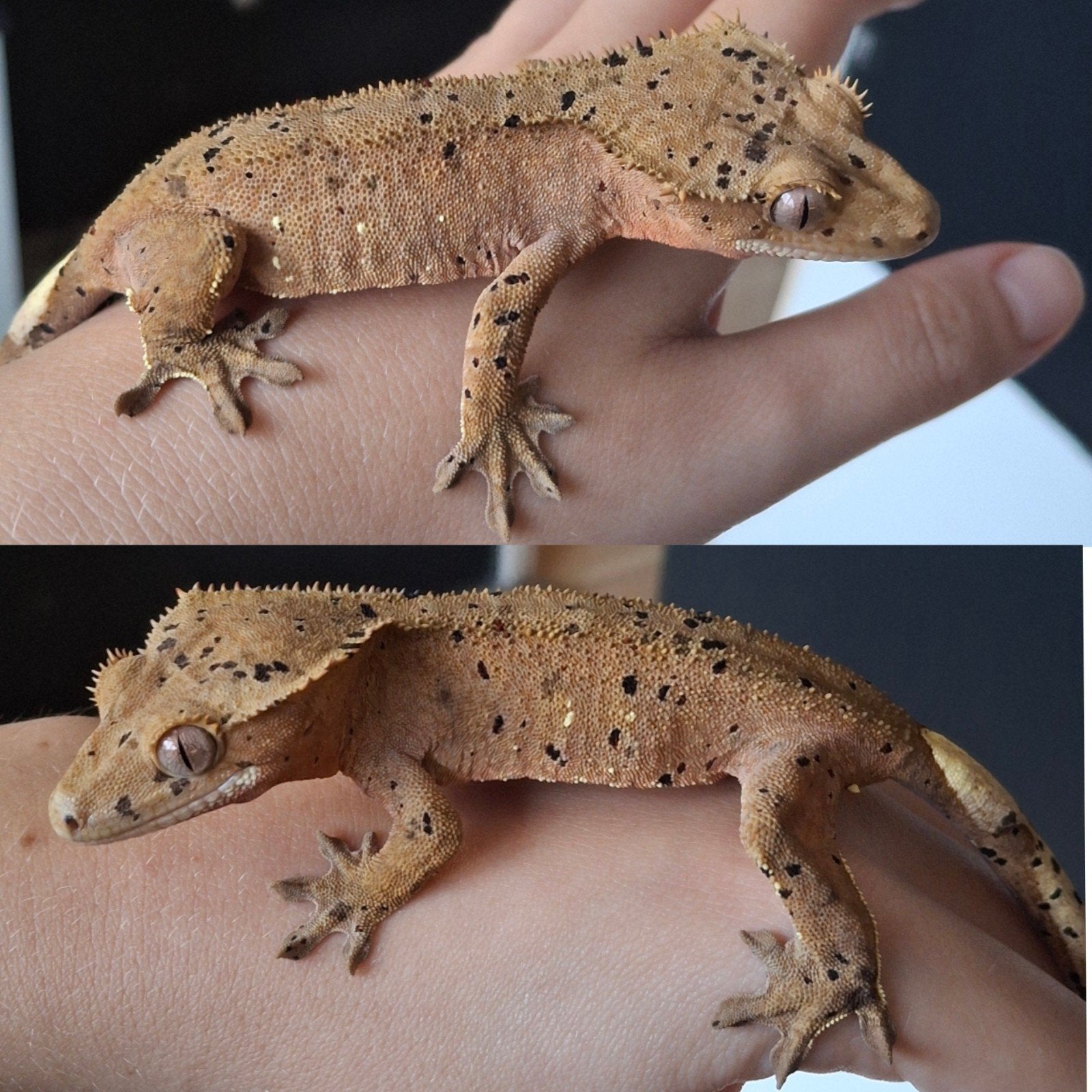 Supermooie dalmatian wimpergekko/crested gecko vrouw Crested Gecko - female for sale from Lotus' Creatures