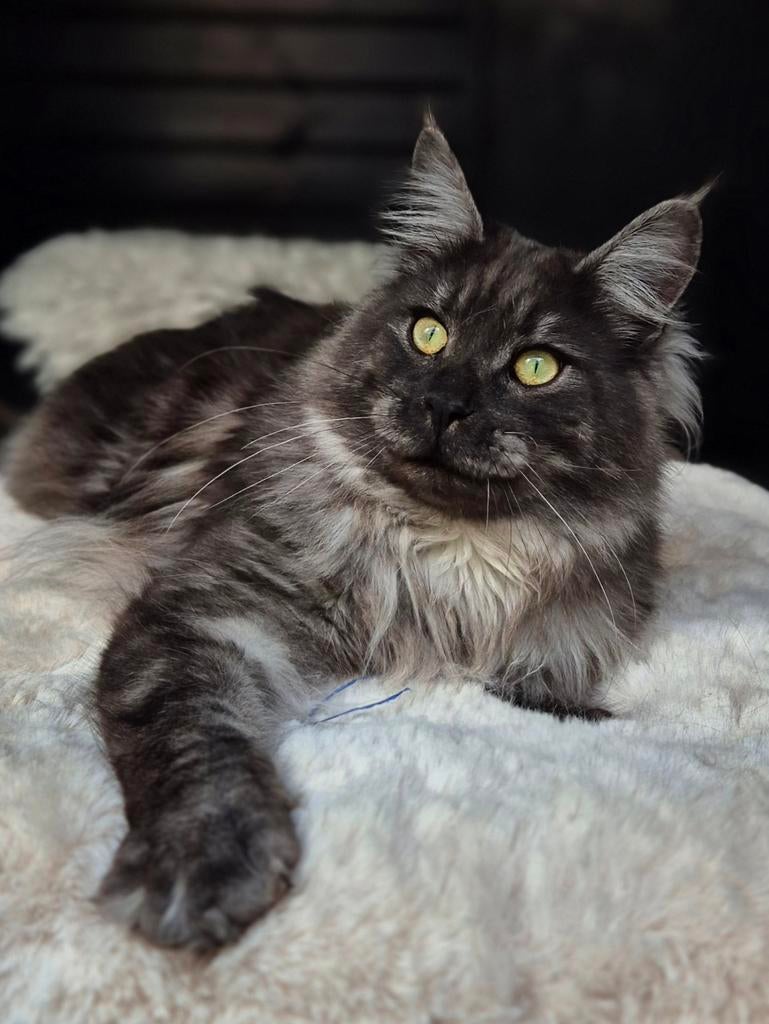 Black Smoke Maine Coon Dekkater, 0 tot 2 jaar