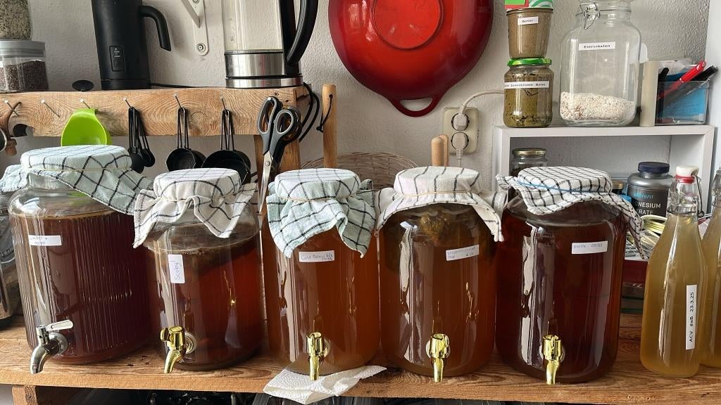Kombucha Scoby, Ophalen