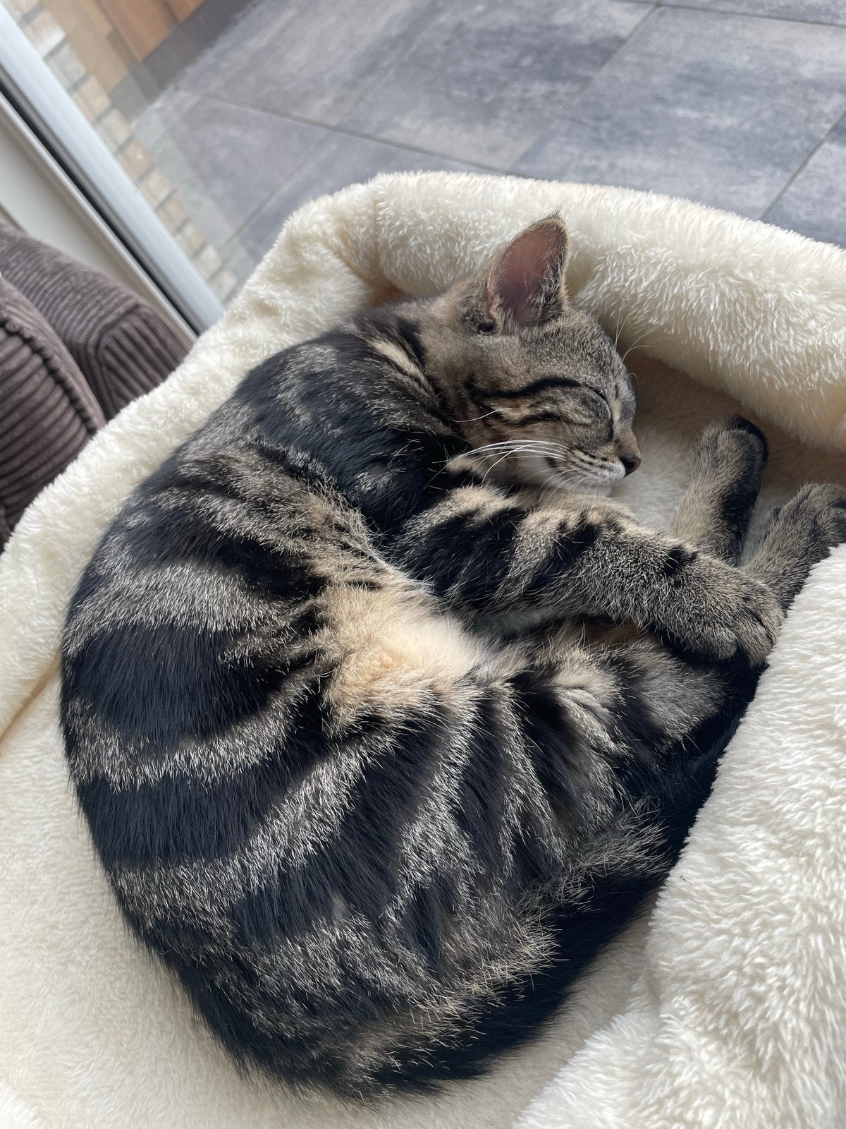 Nieuw baasje gezocht voor Simba, 7 maanden oud, Dieren en Toebehoren, Katten en Kittens | Overige Katten, Kater, Kortharig, 0 tot 2 jaar