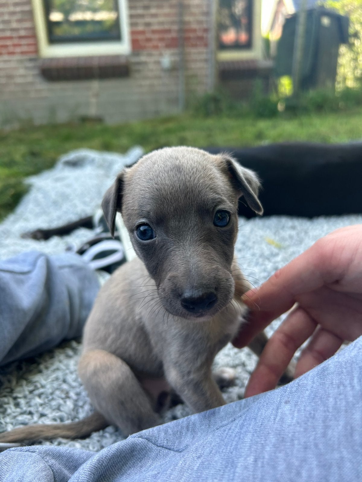 Whippet pup met stamboom, Dieren en Toebehoren, Whippet, 8 tot 15 weken, Teef, Parvo
