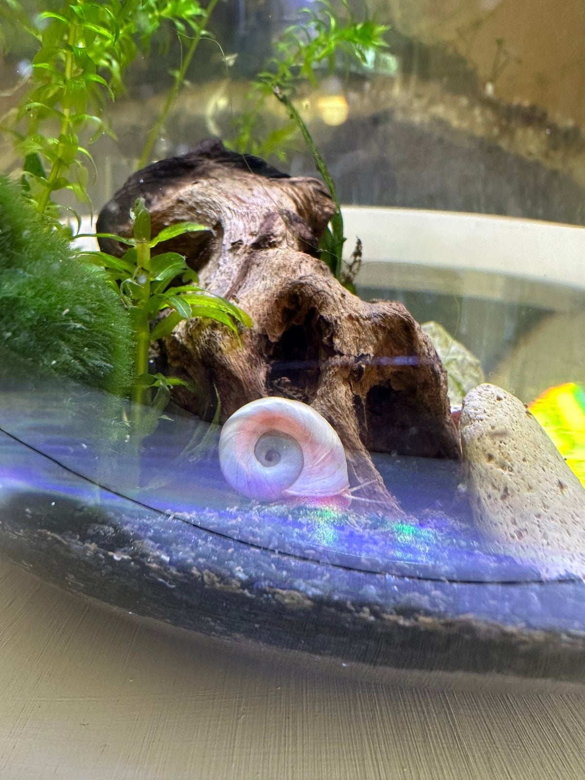 Mooie marmeren/roze posthoornslakken, Dieren en Toebehoren, Vissen | Aquariumvissen, Overige typen, Zoetwatervis