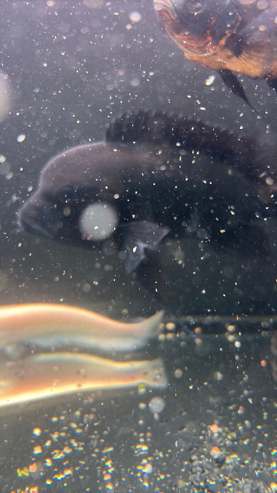 Mooie grote cichlide vis 20 cm, Vis