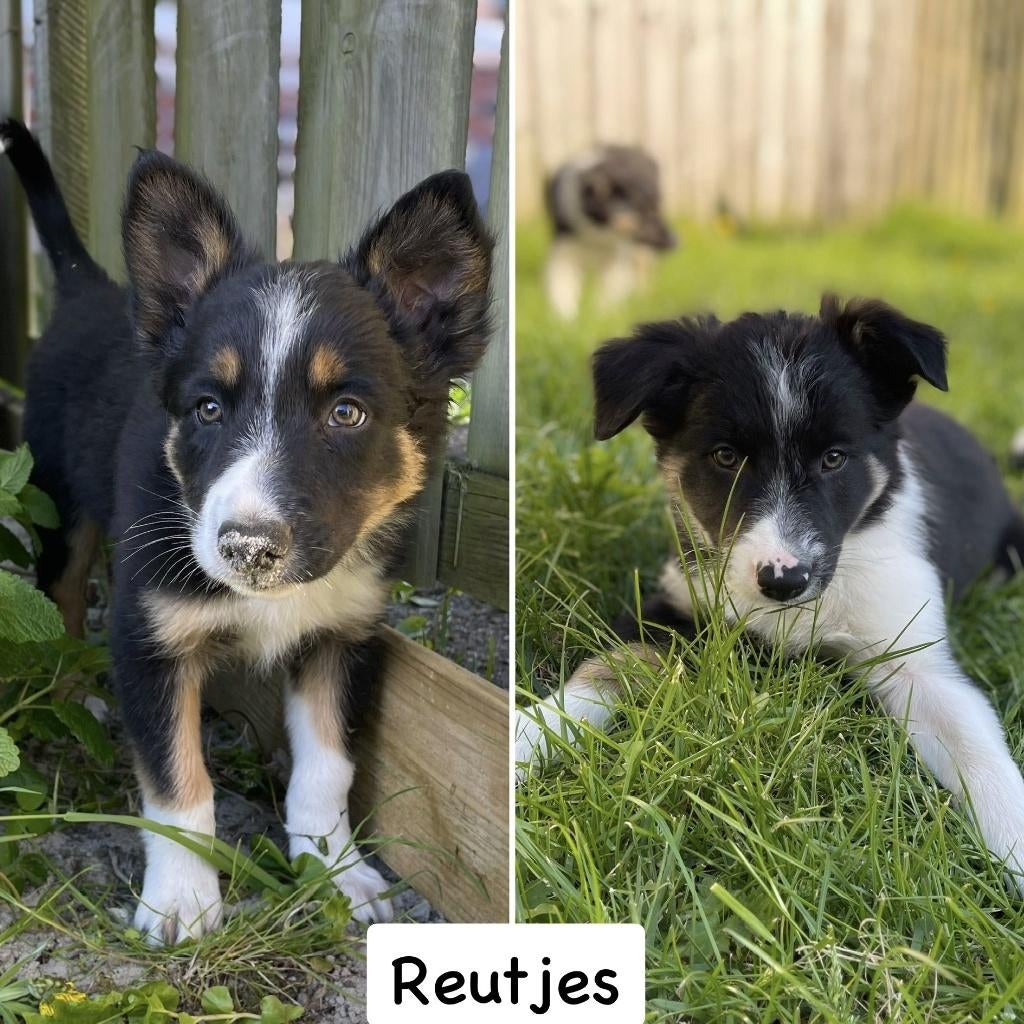 Prachtige lieve schattige Border Collie pups - Stamboom, Dieren en Toebehoren, 8 tot 15 weken, Collie, Parvo, Meerdere