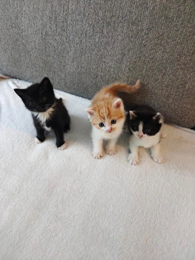 Britsekorthaar/ragdoll kittens, Meerdere dieren, Kortharig, 0 tot 2 jaar