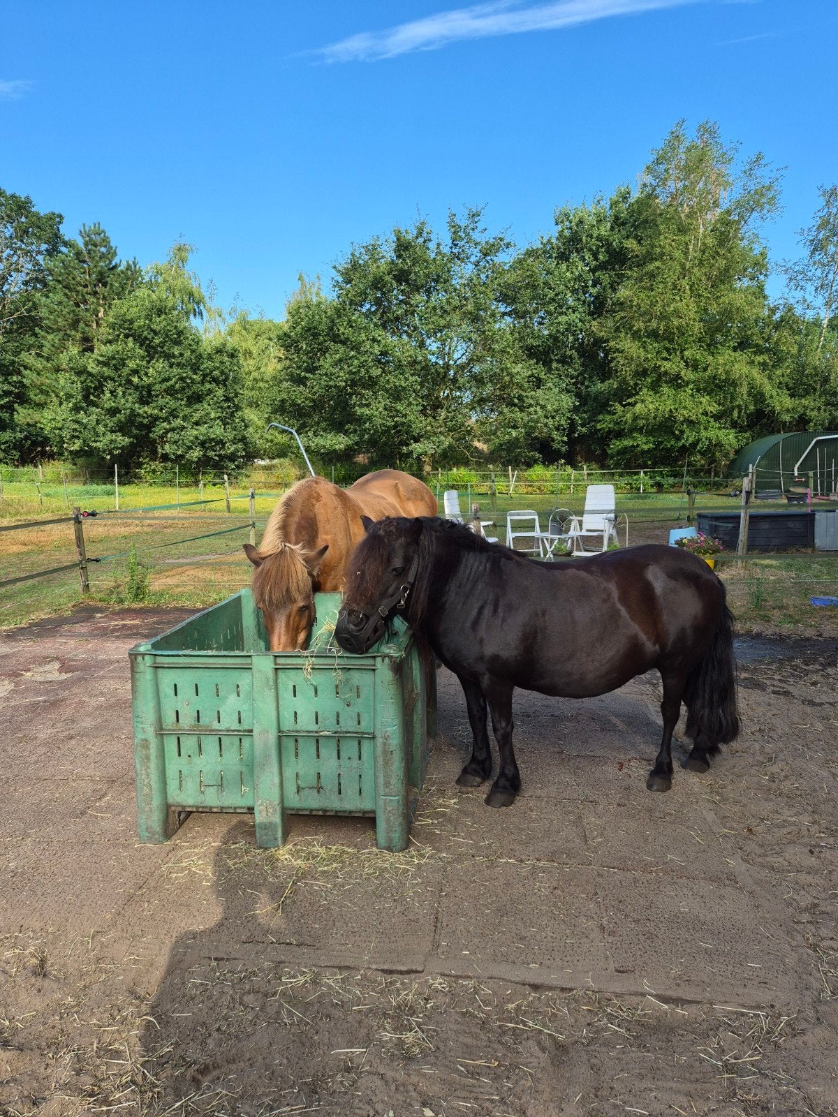 verzorger 2 pony"s gevraagd, Diensten en Vakmensen, Dieren | Paarden | Verzorging, Oppas en Les