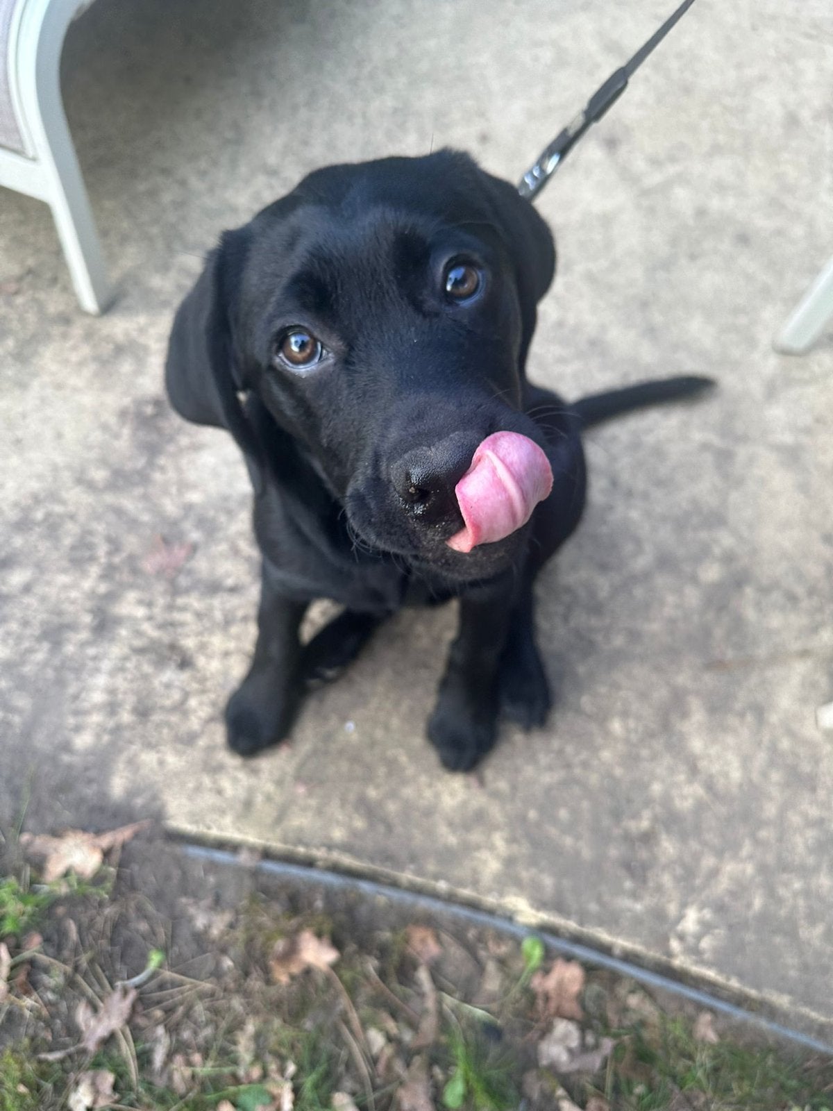 Labrador pup, Dieren en Toebehoren, Honden | Retrievers, Spaniëls en Waterhonden, 15 weken tot 1 jaar, Teef, Labrador retriever