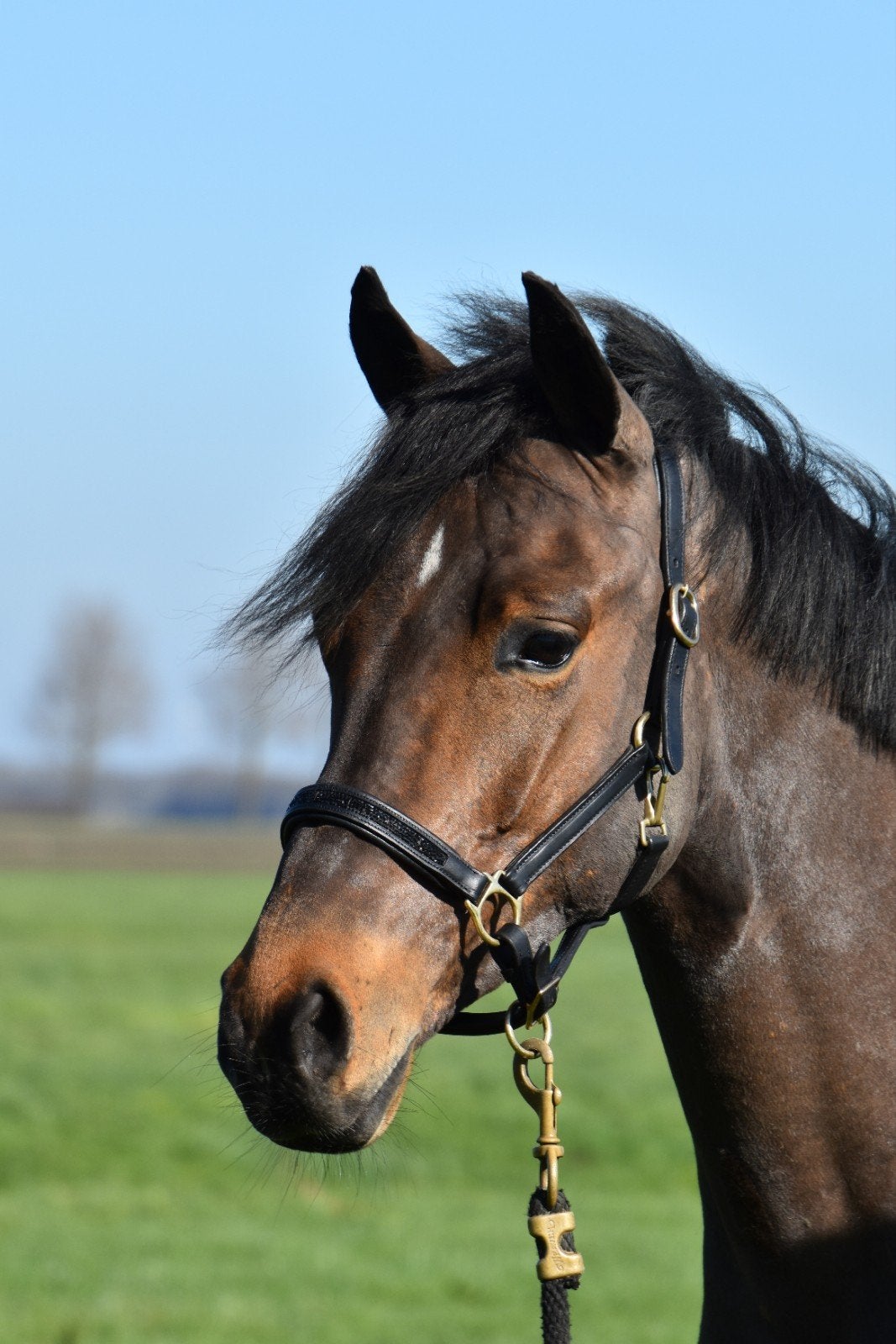 Gave New Forest D pony ruin, Dieren en Toebehoren, Pony's, Met stamboom, Ruin, 3 tot 6 jaar, L