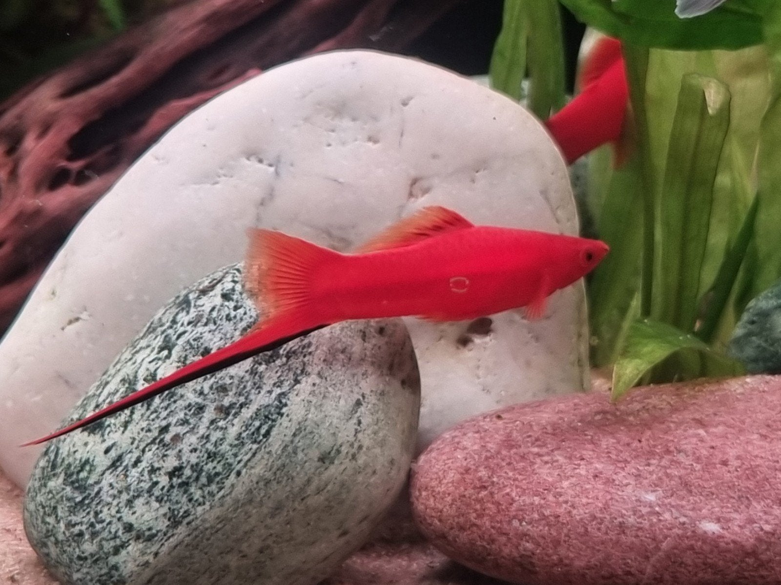 Xiphophorus helleri Zwaarddrager Tropisch aquarium, Dieren en Toebehoren, Vis