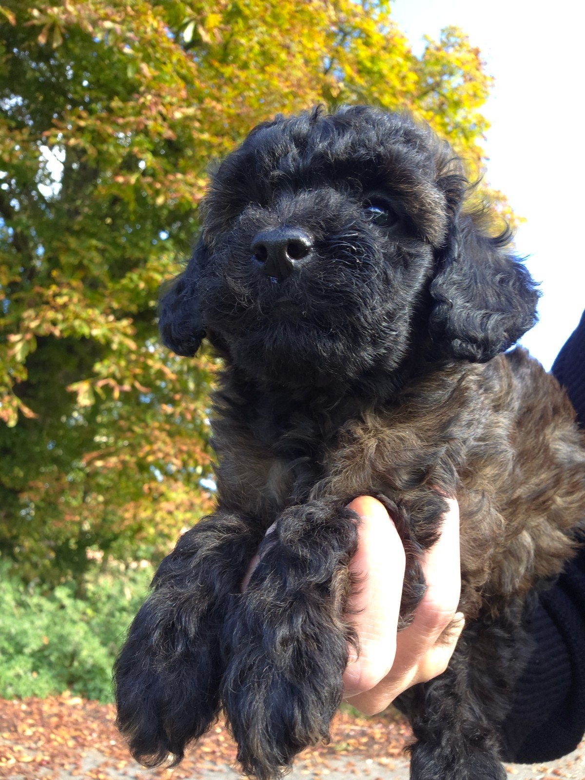 leuke, gesocialiseerde toypoedel pups, Dieren en Toebehoren, Poedel, 8 tot 15 weken, CDV (hondenziekte), Meerdere