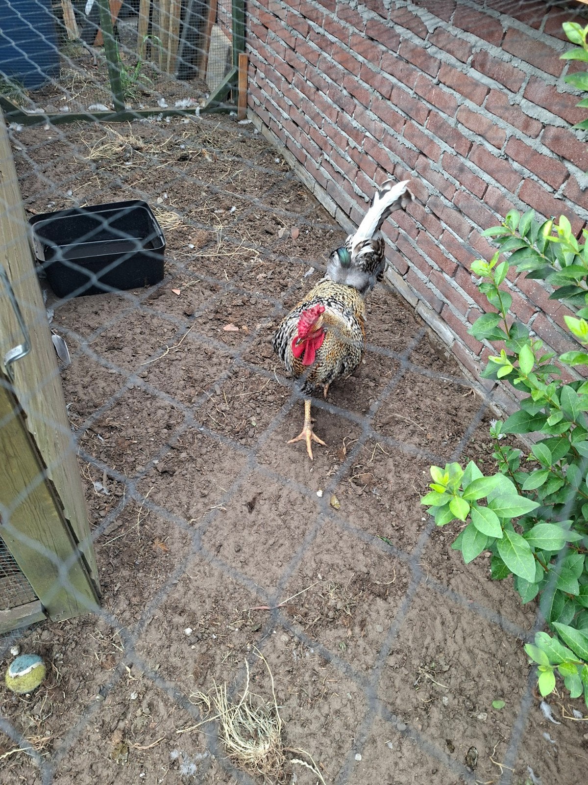 Haan, Dieren en Toebehoren, Mannelijk, Kip
