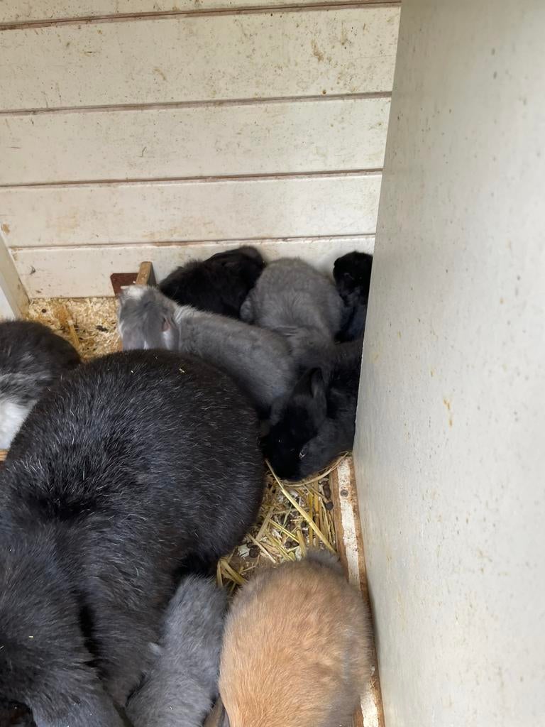 Jongen franse hangoren raszuiver, Dieren en Toebehoren, Konijnen, Meerdere dieren, Groot