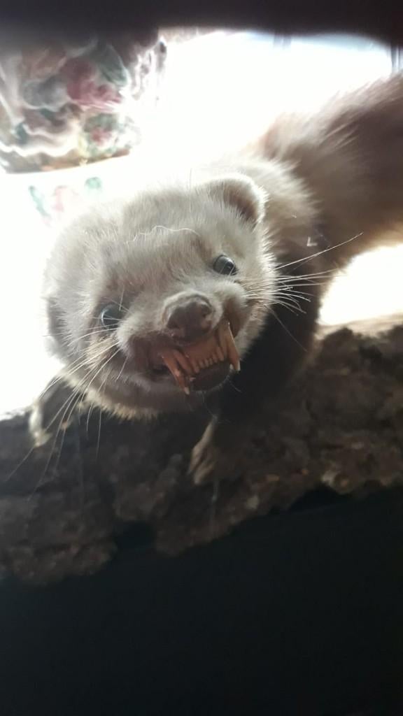 Opgezette BUNZING fret op boomstam nog mooie vacht, Verzenden, Gebruikt, Wild dier, Opgezet dier