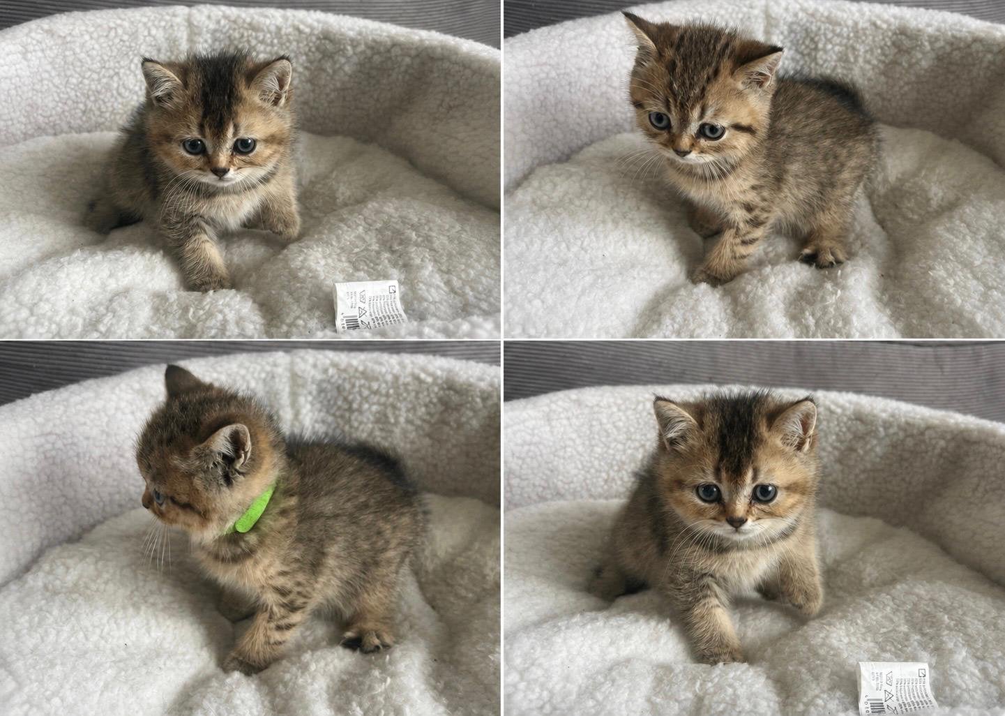 Britse korthaar kittens met stamboom, Meerdere dieren, Met stamboom
