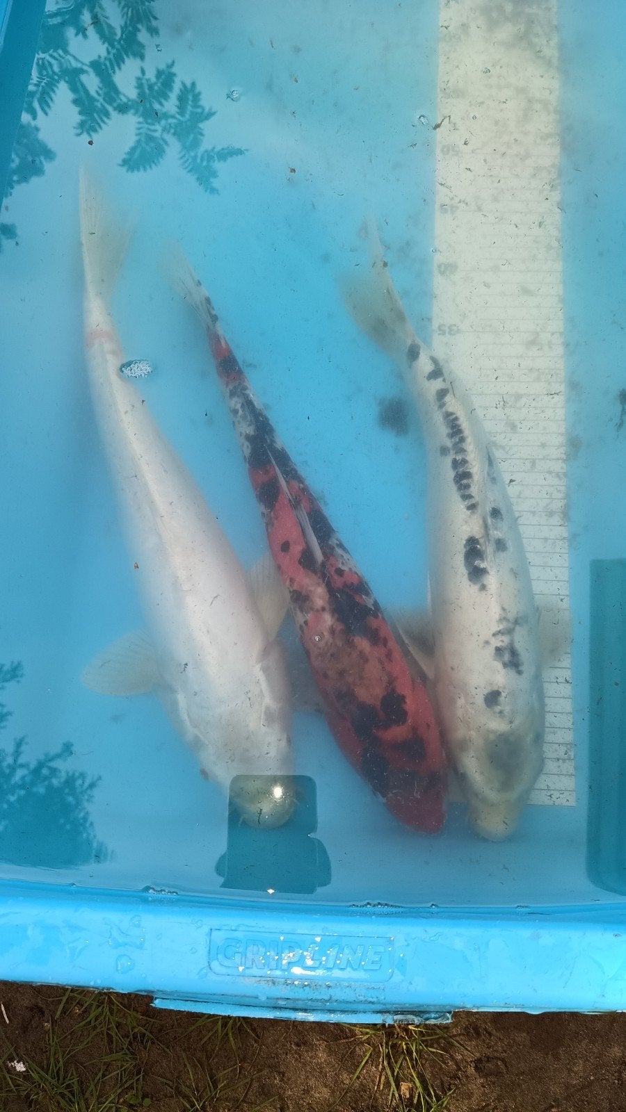 koi karpers