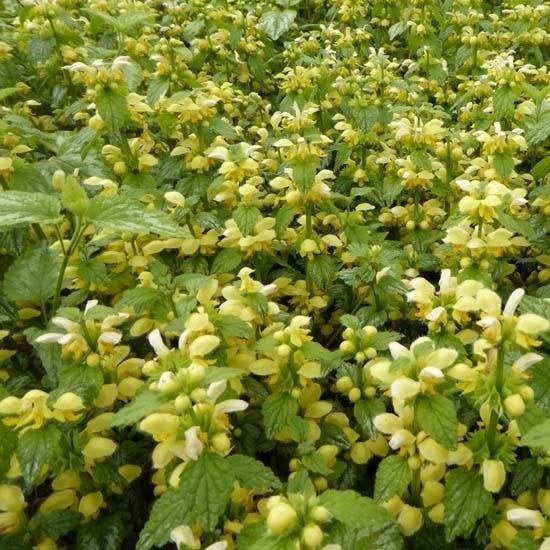 Gele dovenetel, Bodembedekkers, Vaste plant, Ophalen of Verzenden, Halfschaduw
