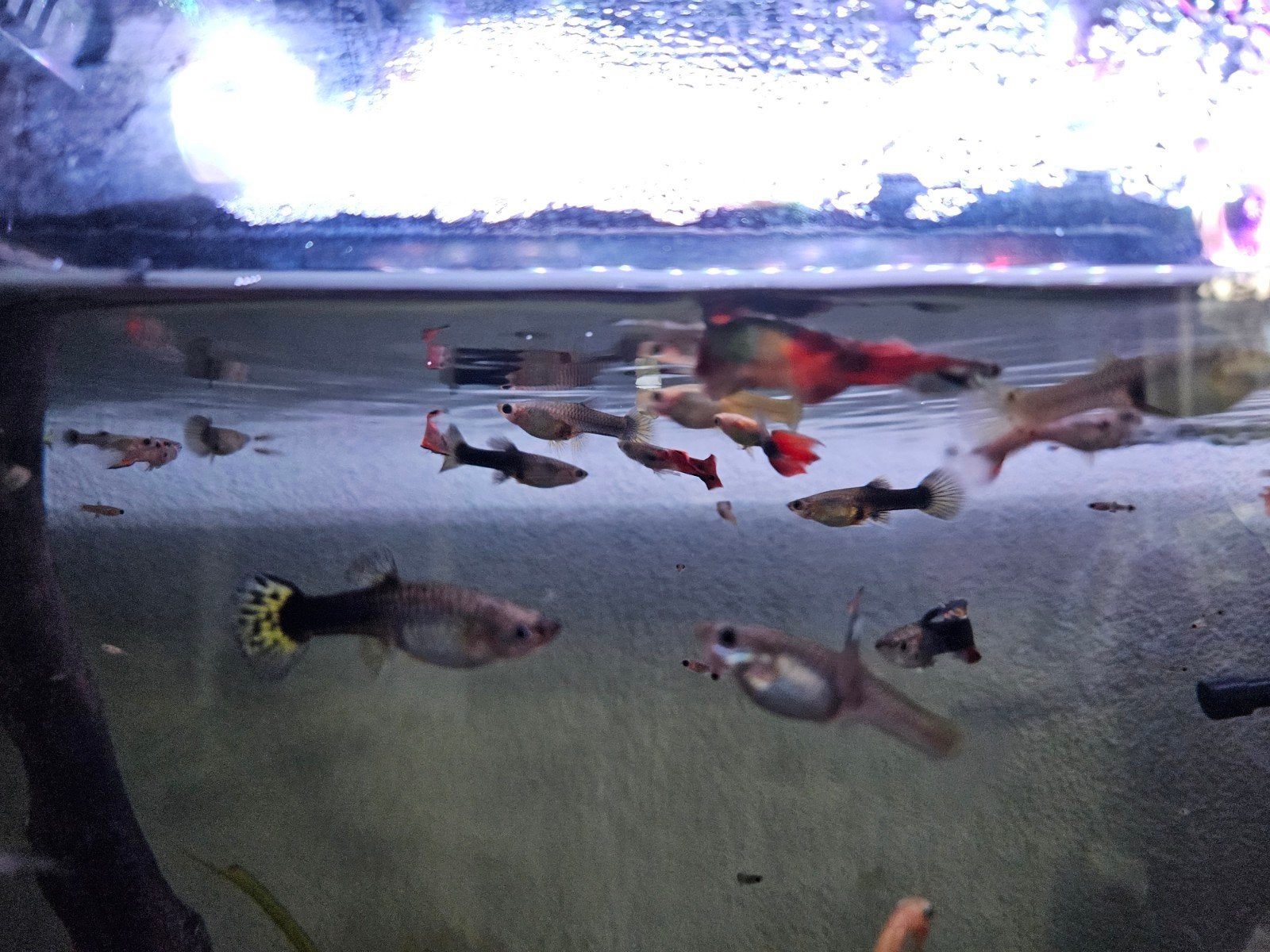 baby guppies, Dieren en Toebehoren, Vissen | Aquariumvissen, Vis