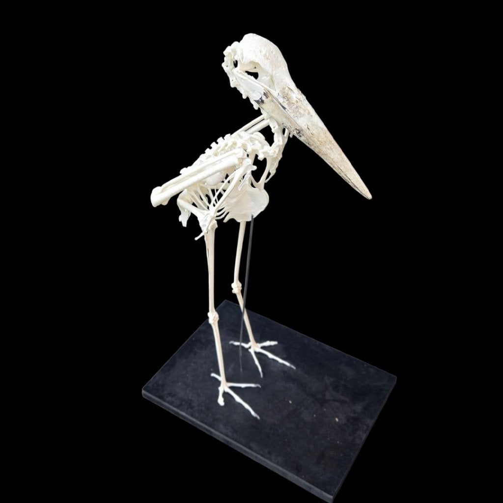 Afrikaanse Maraboe skelet, Ophalen of Verzenden, Nieuw, Vogel, Overige typen