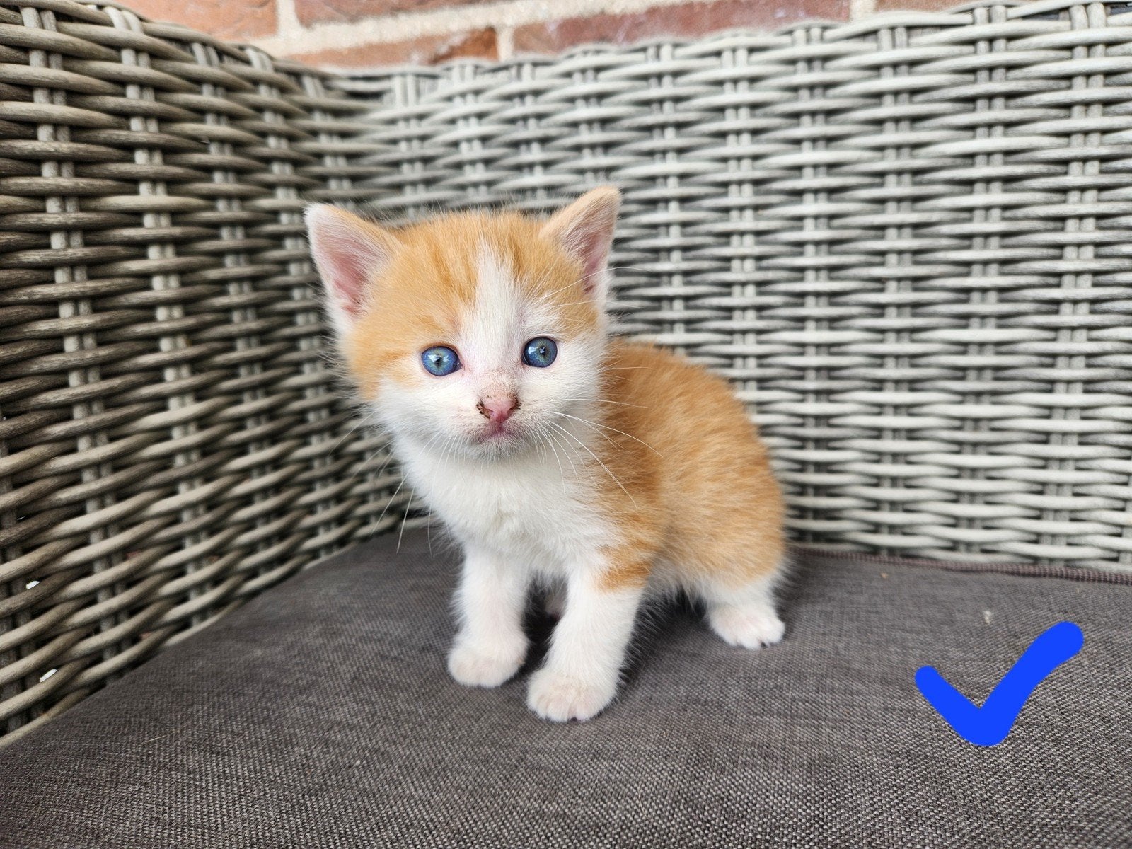 Schattige, aanhankelijke rood-witte kittens, Meerdere dieren, Kortharig, 0 tot 2 jaar