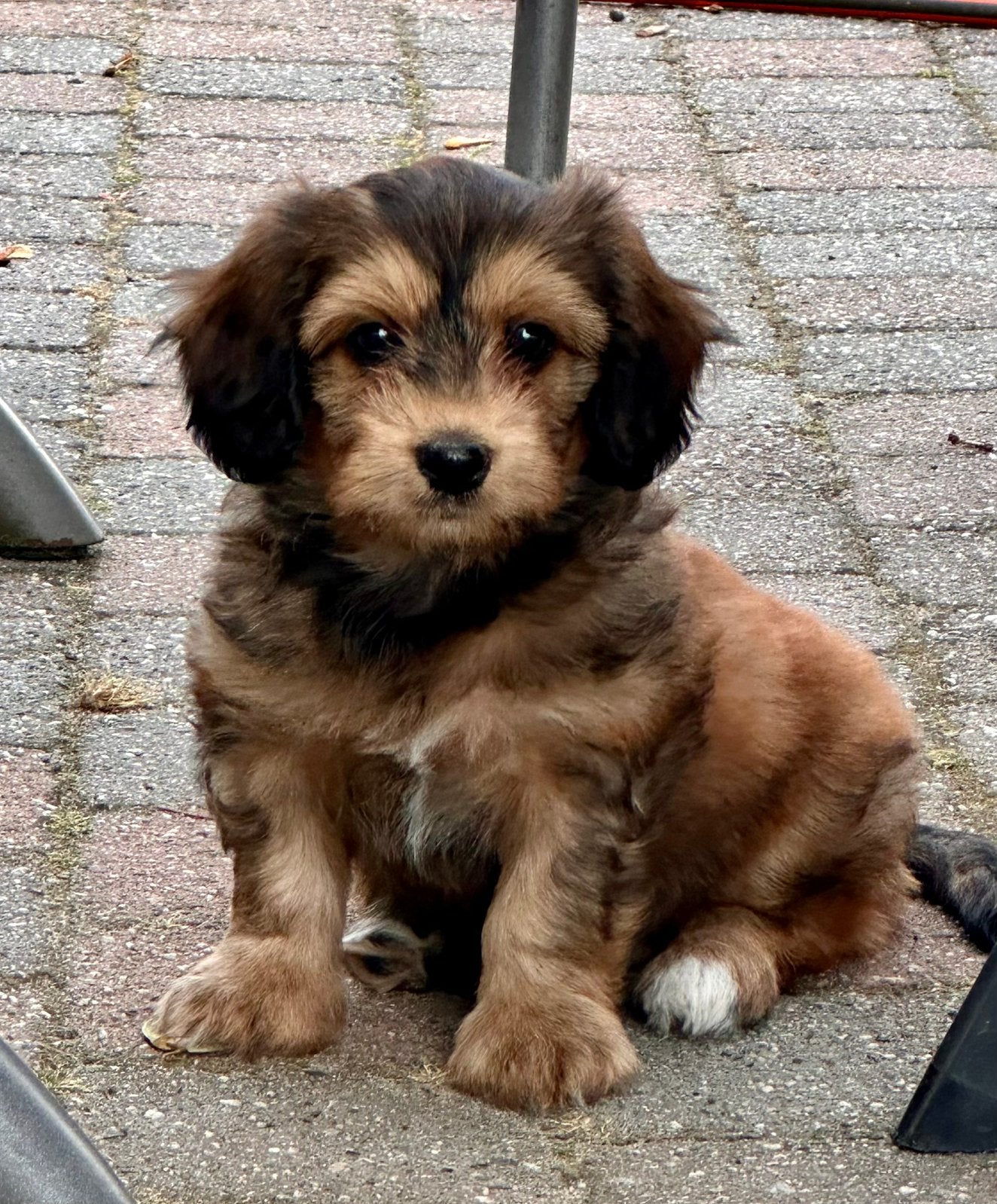 Mooie Maltipoo pup, teefje, 7 weken oud, Dieren en Toebehoren, Honden | Chihuahua's en Gezelschapshonden, Overige rassen, CDV (hondenziekte)