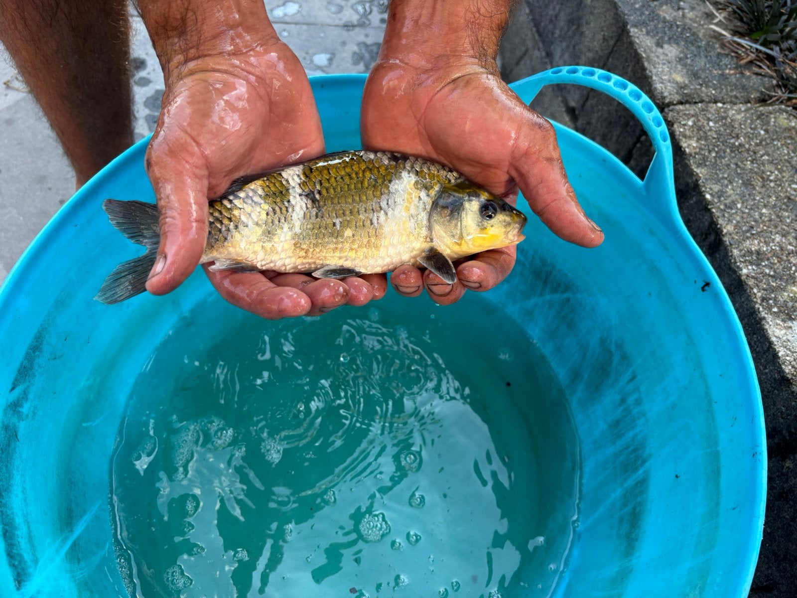 Koi te koop, Karper of Koi