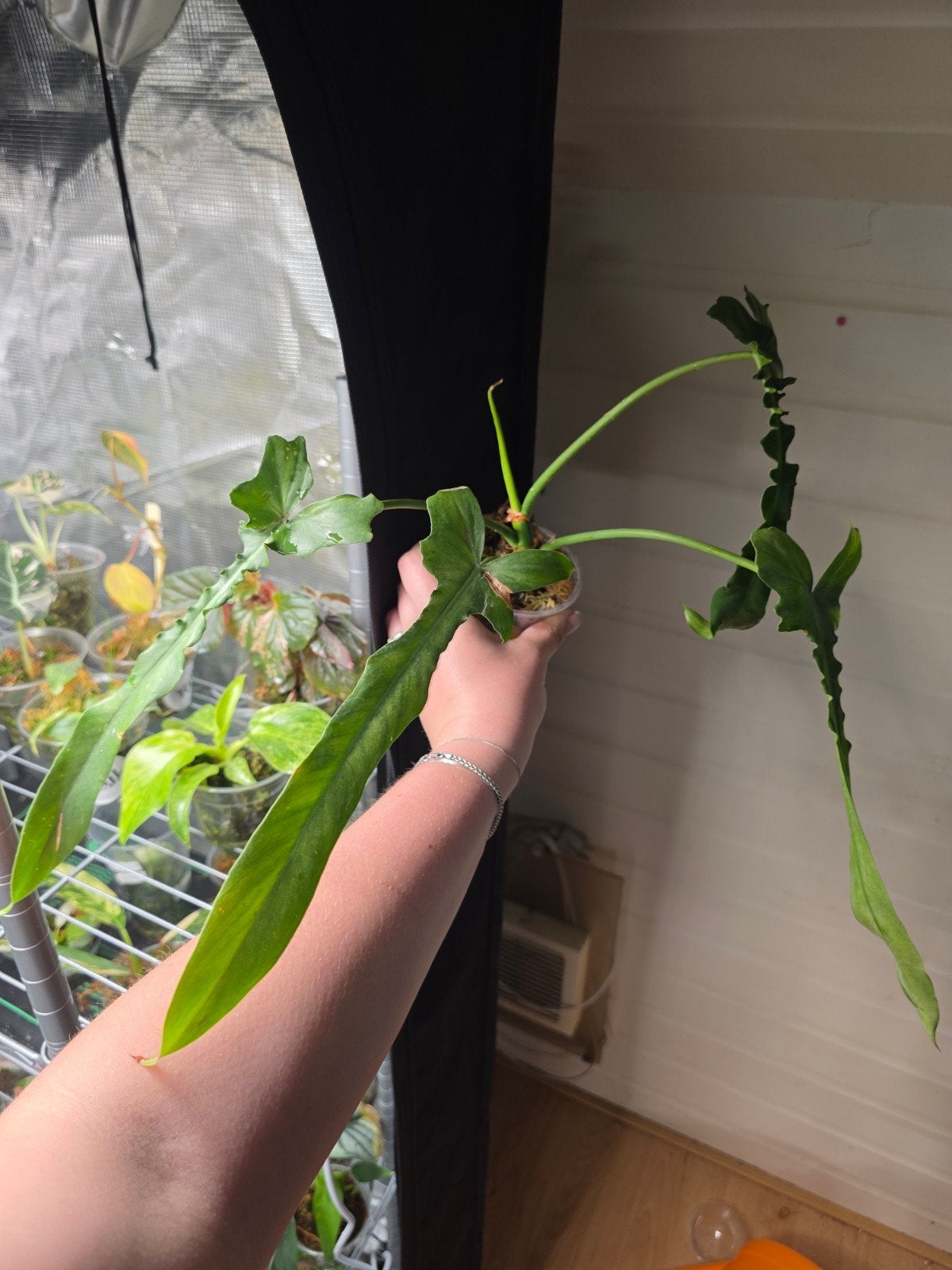 Philodendron  belle isle, Huis en Inrichting, Kamerplanten, Ophalen of Verzenden, Halfschaduw, Minder dan 100 cm