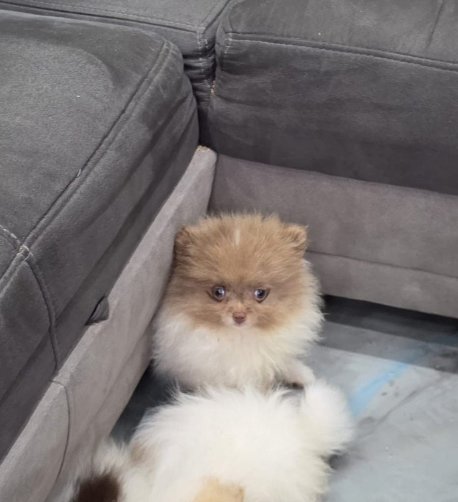 Supermooie Pomeriaan pups, Parvo, Overige rassen, 8 tot 15 weken, Meerdere