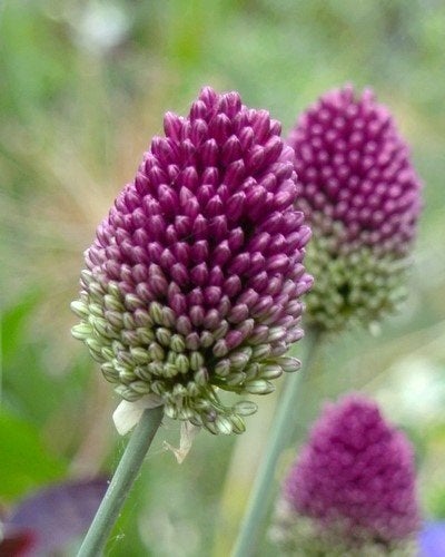 Allium, sphaeroephalon, Ophalen of Verzenden, Najaar, Volle zon, Bloembol