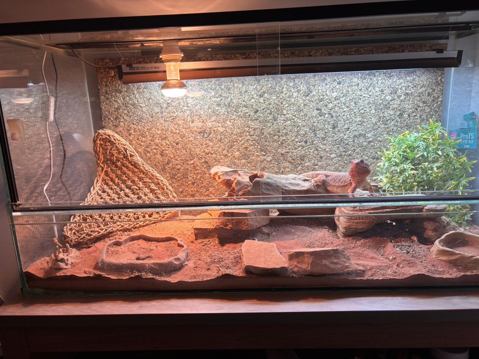 Rode Baardagaam vrouw met terrarium Bearded Dragon photo 3