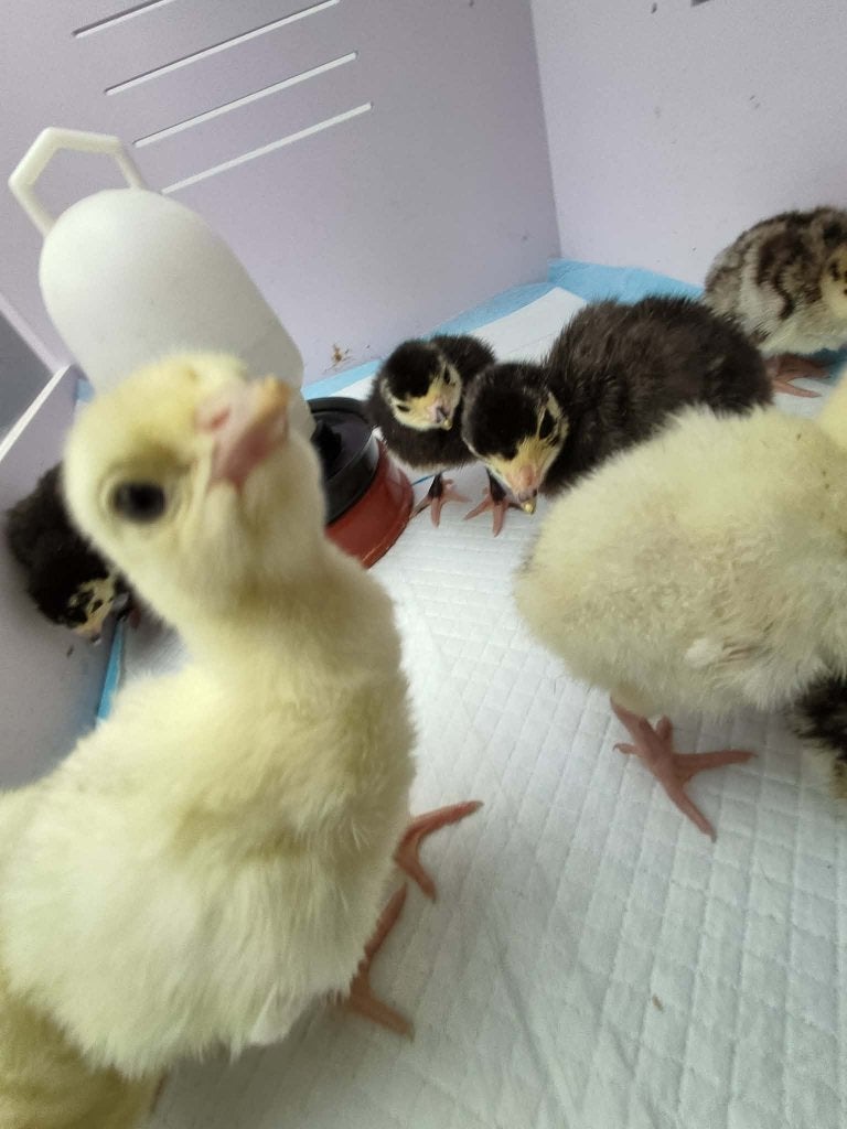 pluimvee, Dieren en Toebehoren, Pluimvee, Kalkoen, Geslacht onbekend