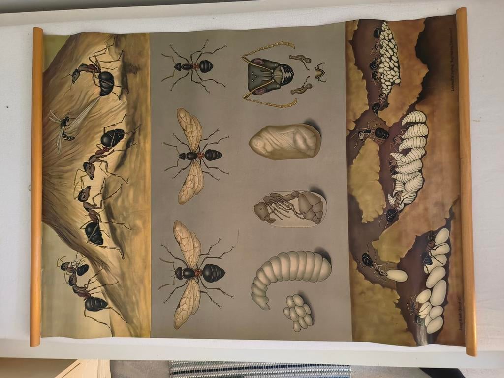 Originele Jung-Koch-Quentell schoolplaat (dierkunde), nummer, Antiek en Kunst, Antiek | Schoolplaten, Natuur en Biologie, Ophalen