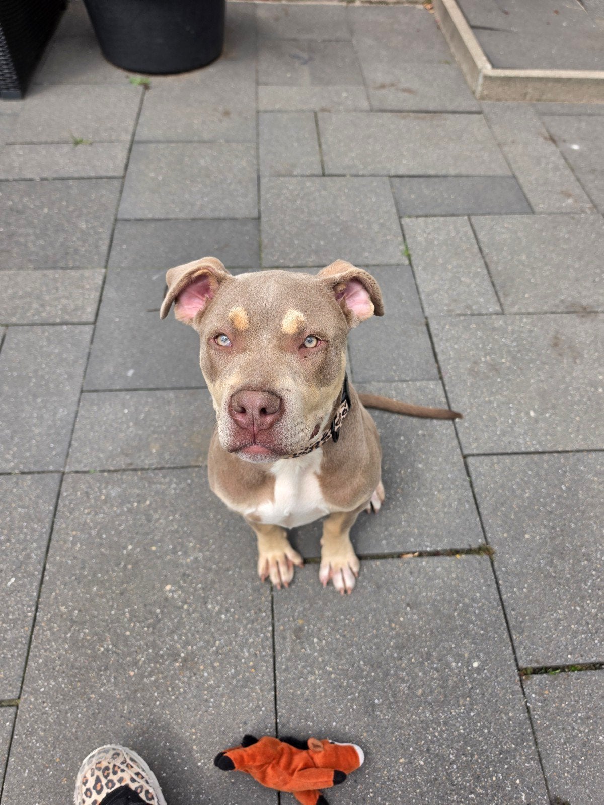 Bully XL pup, Dieren en Toebehoren, Honden | Bulldogs, Pinschers en Molossers, 15 weken tot 1 jaar, Teef, Parvo, Bulldog