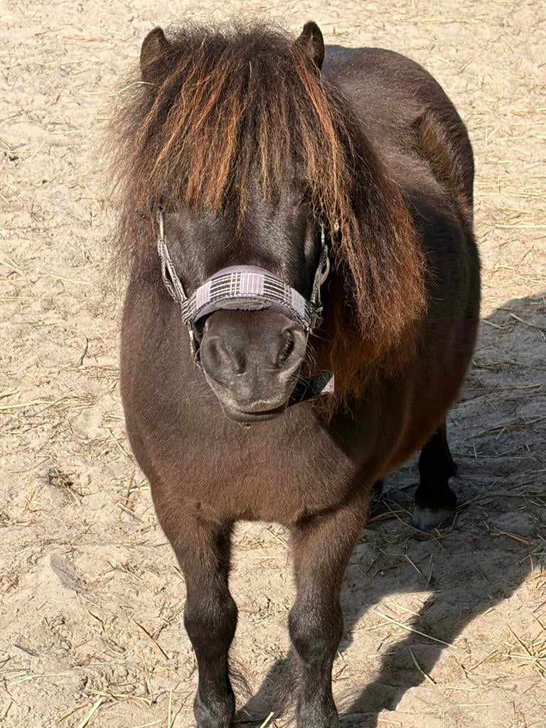 Nmprs shetlanders merrie, Dieren en Toebehoren, Pony's, Merrie, A pony (tot 1.17m), Ontwormd, 0 tot 2 jaar