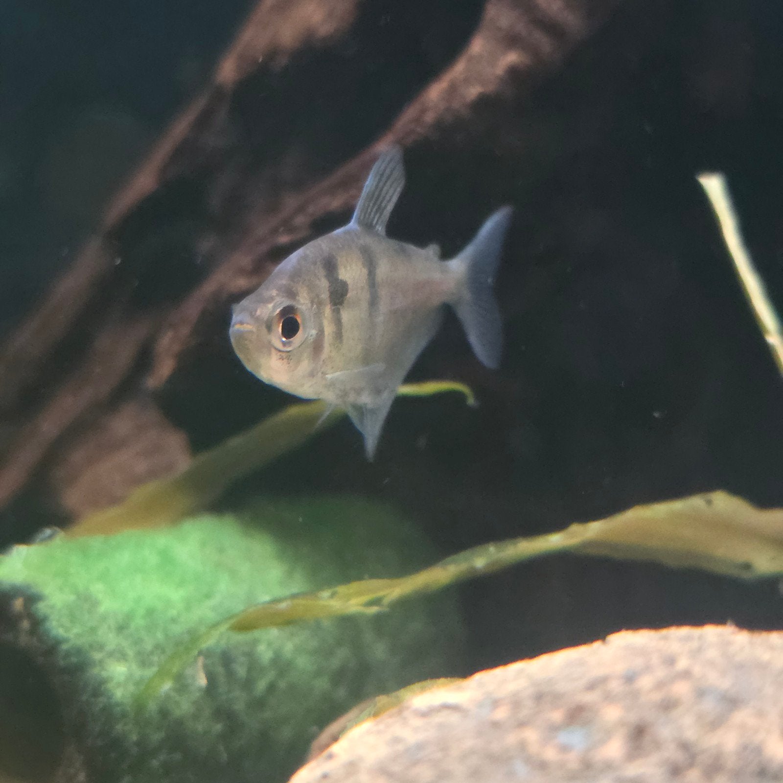 zwarte tetra €1,99, Dieren en Toebehoren, Vissen | Aquariumvissen, Vis