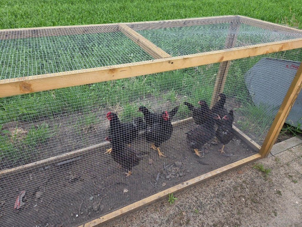 Barnevelder kip, Meerdere dieren, Kip