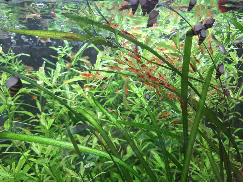 Garnalen, rode Garnalen., Dieren en Toebehoren, Vissen | Aquariumvissen, Kreeft, Krab of Garnaal