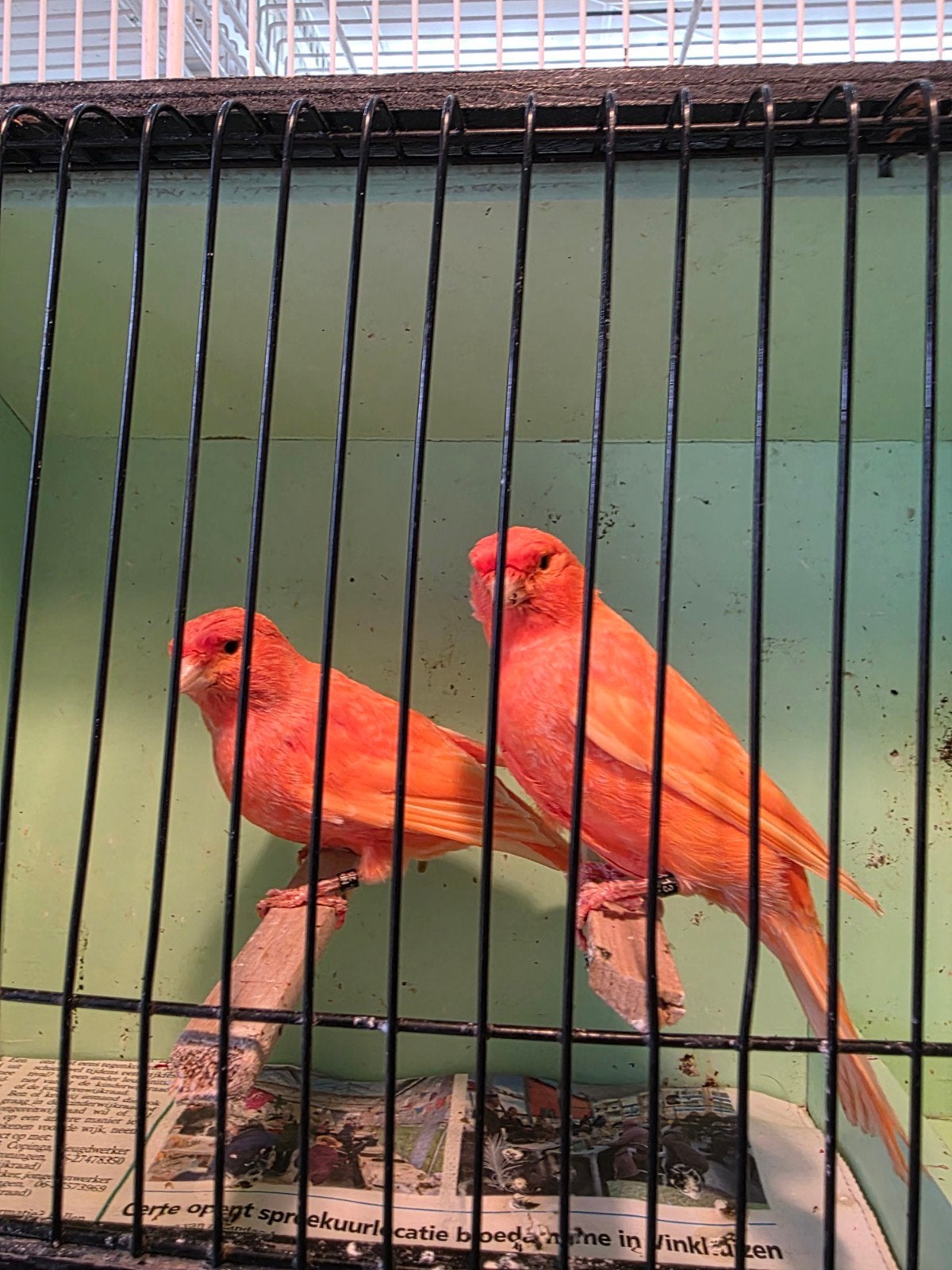 Koppels kanarie te koop, Dieren en Toebehoren, Meerdere dieren, Kleurkanarie