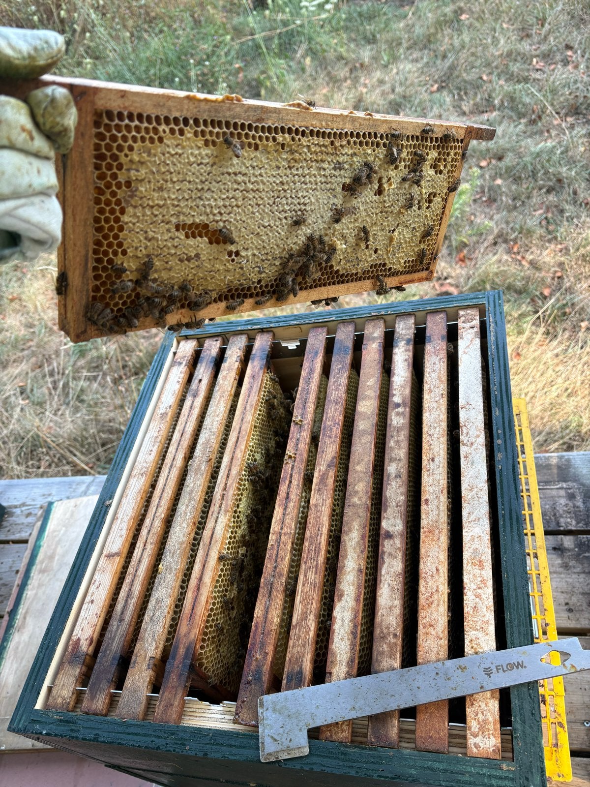 Bijenvolk gezocht spaarkast simplex, Dieren en Toebehoren, Insecten en Spinnen, Bijen