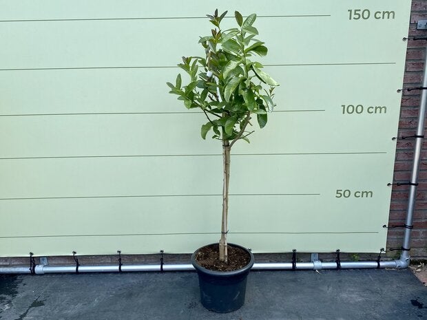 Hand of Buddha - Citrusboom - Stamomvang 8 - 10 cm, Tuin en Terras, 100 tot 250 cm, Zomer, Volle zon, In pot