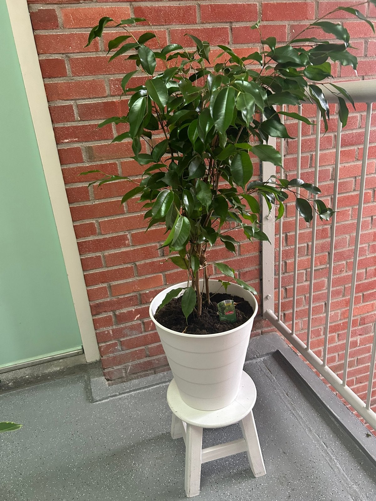 Gezonde Kamerplant Ficus Benjamina Twilight - hoogte 100 cm, Volle zon, Bloeit niet, 100 tot 250 cm, Overige soorten