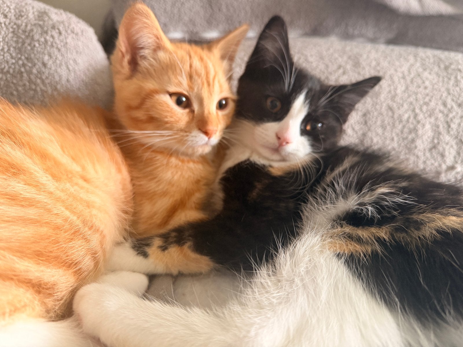 Lieve zusjes zoeken een warm nieuw thuis️, Dieren en Toebehoren, Poes